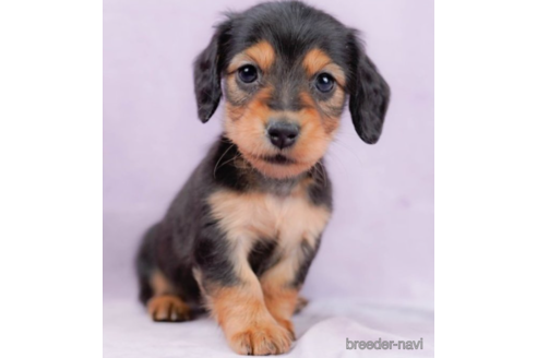 成約済の東京都のミニチュアダックスフンド(ロングヘアード)-225170の1枚目